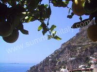 Image 24 for Villino delle Orchidee in Positano