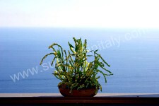 Image 17 for Villa Merlata in Conca dei Marini