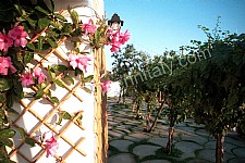 Image 21 for Villa Mirabella C in Nocelle