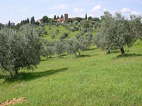 Extra-virgin olive oil of Colline Salernitane