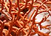 Coral Museum of Ravello