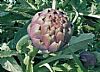 Artichoke of Castellammare
