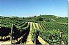 Winery Vini Marino