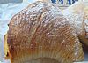 Sfogliatella Riccia