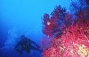Diving Camerota