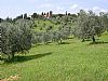 Extra-virgin olive oil of Colline Salernitane