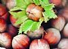 Hazelnut of Giffoni IGP
