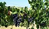 Wines of Campania