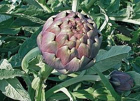 Artichoke of Castellammare