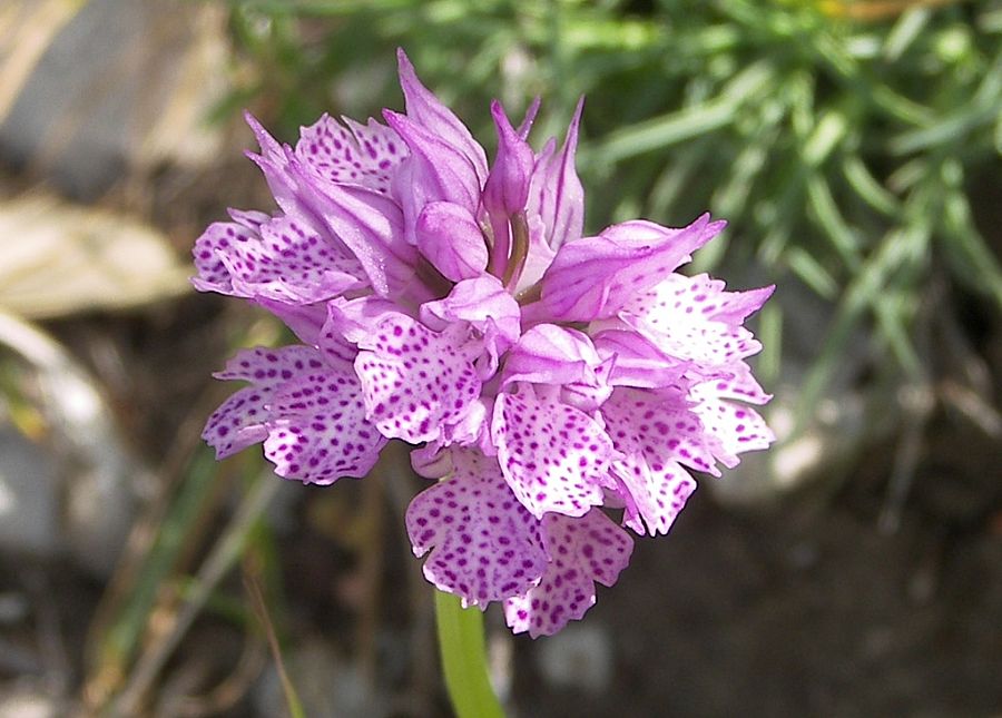 Trail of the Orchids
