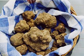 White Truffle Festival