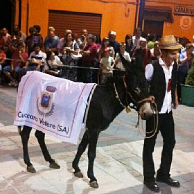 Palio del Ciuccio