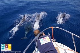 Whale and Dolphin Watching Excursions