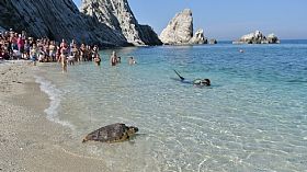 Sea Turtle Sanctuary