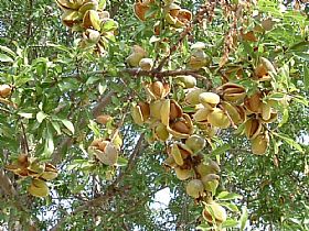 Sicily's Almonds