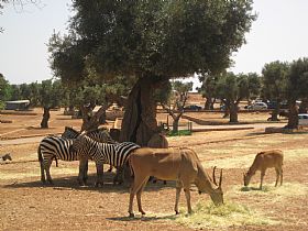 Zoo Safari