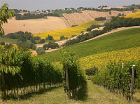 Vicari Winery Morro d'Alba