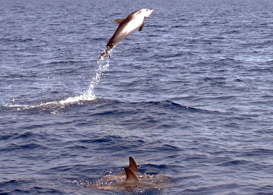 Jonian Dolphin Conservation