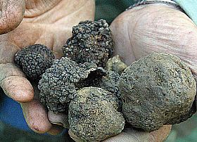 Bianconi Truffles
