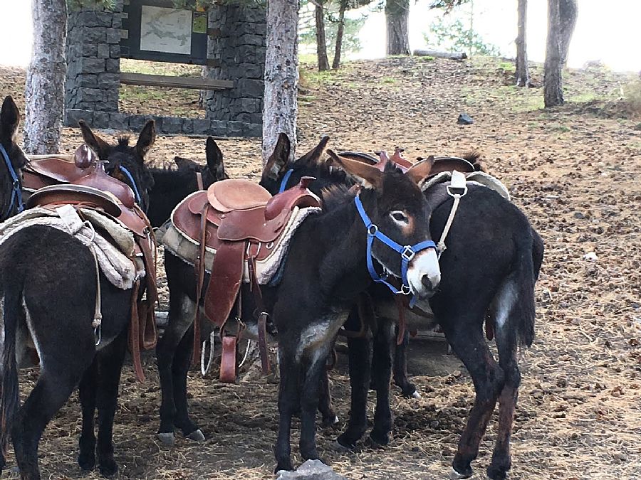 Etna Donkey Trekking