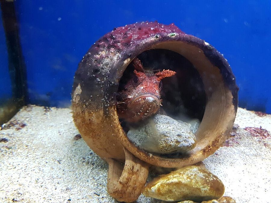 Aquarium of the Saleno