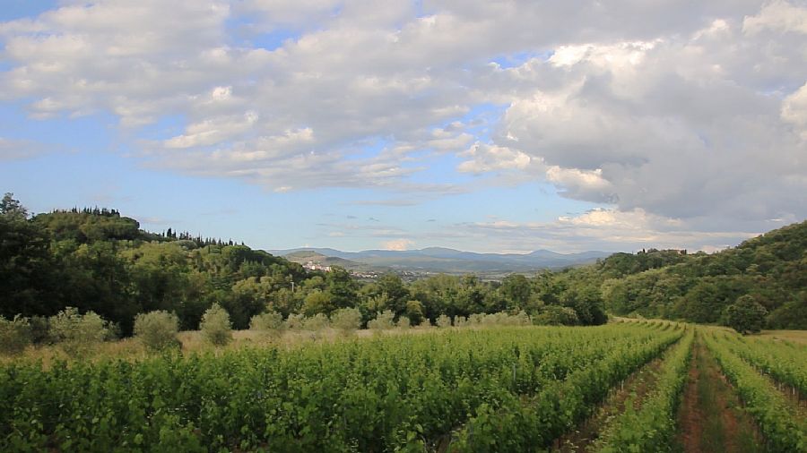 Rigoli Winery