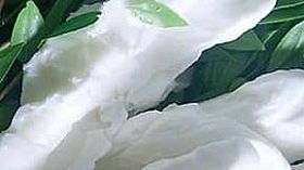 Mozzarella co' a murtedda