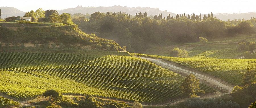 Winery Tenuta di Burchino