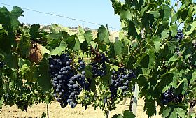 Wines of Campania