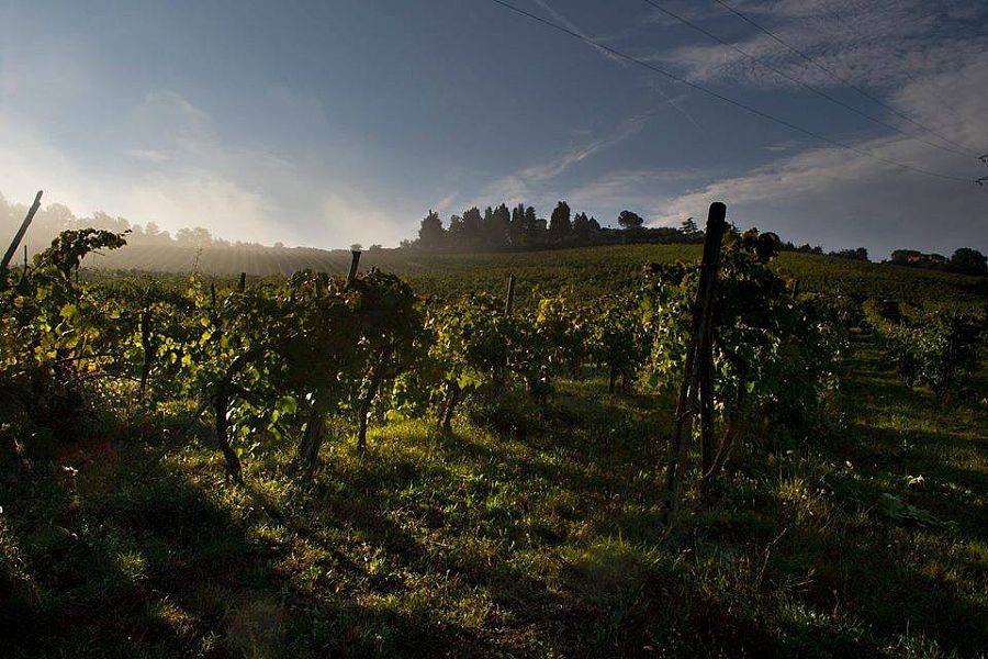 Fattoria Petriolo Winery