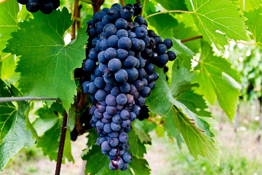 Vineria Elmi Wine Tasting