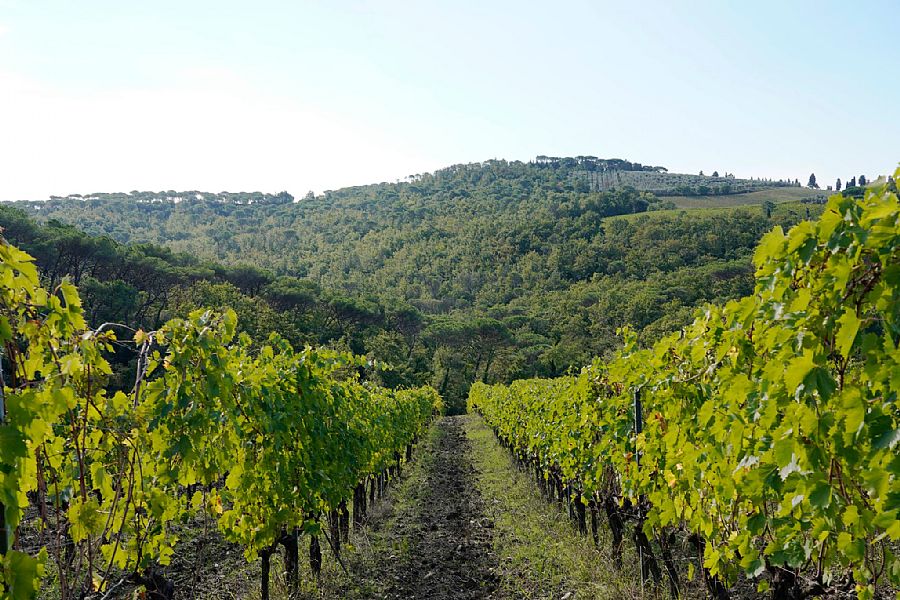 Fattoria Montanine Winery